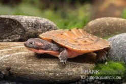 Neuguinea-Schnappschildkröte, Emydura Novaeguineae