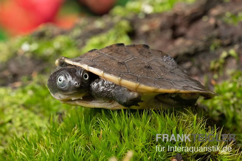 Neuguinea-Schnappschildkröte, Emydura Novaeguineae 2 Neuguinea-Schnappschildkröte, Emydura Novaeguineae – Bild 2