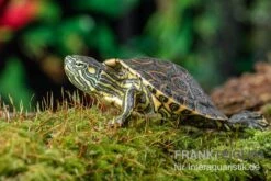 Nicaragua-Schmuckschildkröte, Trachemys Emolli 5 Nicaragua-Schmuckschildkröte, Trachemys Emolli -Boutique-Tierhandlung Nicaragua Schmuckschildkroete Trachemys emolli 2