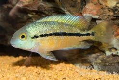 Nicaraguabuntbarsch, (ex. Cichlasoma) Nicaraguense -Boutique-Tierhandlung Nicaraguabuntbarsch Cichlasoma nicaraguense neu 1