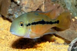Nicaraguabuntbarsch, (ex. Cichlasoma) Nicaraguense -Boutique-Tierhandlung Nicaraguabuntbarsch Cichlasoma nicaraguense neu 2