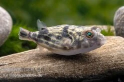Nilkugelfisch, Tetraodon Fahaka (lineatus) -Boutique-Tierhandlung Nilkugelfisch Tetraodon fahaka lineatus 1