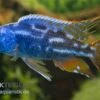 Blauer Leopard-Maulbrüter, Nimbochromis Fuscotaeniatus, DNZ