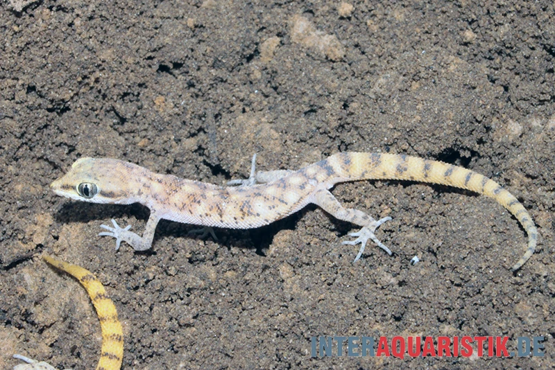 Nördlicher Sandgecko, Tropiocolotes Tripolitanus 3 Nördlicher Sandgecko, Tropiocolotes Tripolitanus – Bild 3
