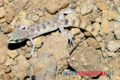 Nördlicher Sandgecko, Tropiocolotes Tripolitanus 7 Nördlicher Sandgecko, Tropiocolotes Tripolitanus -Boutique-Tierhandlung Noerdlicher Sandgecko Tropiocolotes tripolitanus 3