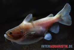 Oger-Wels, Asterophysus Batrachus -Boutique-Tierhandlung Oger Wels Asterophysus batrachus 1