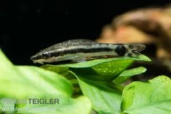 Bundle: 6x Ohrgitterharnischwels, Otocinclus Affinis (6 Stück) -Boutique-Tierhandlung Ohrgitterharnischwels Otocinclus affinis 3