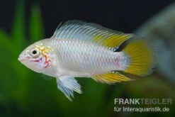 Opal-Apistogramma, Apistogramma Borelli "Opal", Paarweise