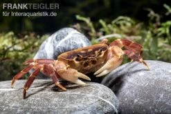 Orangenkrabbe, Sundathelphusa Sp. "orange" -Boutique-Tierhandlung Orangenkrabbe Sundathelphusa sp orange 2