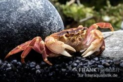 Orangenkrabbe, Sundathelphusa Sp. "orange" -Boutique-Tierhandlung Orangenkrabbe Sundathelphusa sp orange 3