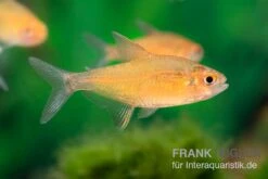 Orangensalmler, Hyphessobrycon Cf. Pulchripinnis BOLIVIA ORANGE, 5er Gruppe -Boutique-Tierhandlung Orangensalmler Hyphessobrycon cf pulchripinnis BOLIVIA ORANGE 1