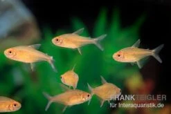 Orangensalmler, Hyphessobrycon Cf. Pulchripinnis BOLIVIA ORANGE, 5er Gruppe -Boutique-Tierhandlung Orangensalmler Hyphessobrycon cf pulchripinnis BOLIVIA ORANGE 2