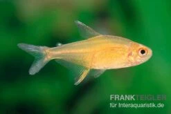 Orangensalmler, Hyphessobrycon Cf. Pulchripinnis BOLIVIA ORANGE, 5er Gruppe -Boutique-Tierhandlung Orangensalmler Hyphessobrycon cf pulchripinnis BOLIVIA ORANGE 3