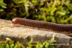 Orangener Piphun-Tausendfüßer, Spirobolus Sp. “Orange Piphun” 5 Orangener Piphun-Tausendfüßer, Spirobolus Sp. “Orange Piphun” -Boutique-Tierhandlung Oranger Piphun Tausendfuesser Spirobolus sp Orange Piphun 3