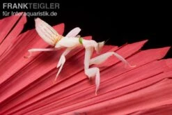 Orchideenmantis, Hymenopus Coronatus -Boutique-Tierhandlung Orchideenmantis Hymenopus coronatus 2