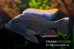 Black-orange-dorsale-Buntbarsch, Otopharynx Spec. Black Orange Dorsale