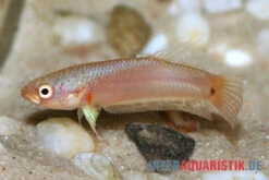 Pallifina-Kampffisch, Betta Pallifina, Paarweise -Boutique-Tierhandlung Pallifina Kampffisch Betta pallifina 3