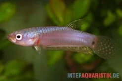 Pallifina-Kampffisch, Betta Pallifina, Paarweise -Boutique-Tierhandlung Pallifina Kampffisch Betta pallifina 4