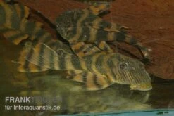 Harnischwels, L397, Panaqolus Sp. -Boutique-Tierhandlung Panaquolus L397