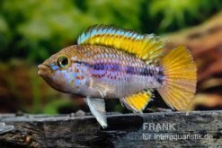 Papagei-Zwergbuntbarsch, Apistogramma Cf. Ortegai "Purple", Paarweise