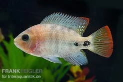 Quetzal-Buntbarsch, Cichlasoma Synspilum, DNZ -Boutique-Tierhandlung Paraneetroplus melanurus 7