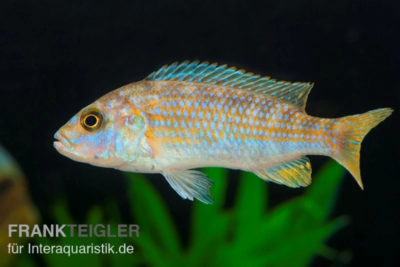 Perle Von Likoma, Melanochromis Joanjohnsonae 1 Perle Von Likoma, Melanochromis Joanjohnsonae