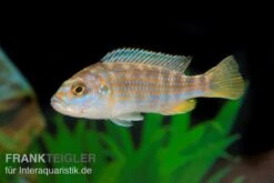Perle Von Likoma, Melanochromis Joanjohnsonae 5 Perle Von Likoma, Melanochromis Joanjohnsonae -Boutique-Tierhandlung Perle von Likoma Melanochromis exasperatus 3