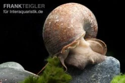 Afrikanische Riesen-Apfelschnecke, Pila Wernei -Boutique-Tierhandlung Pila wernei 1a