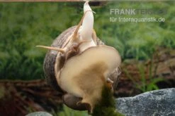 Afrikanische Riesen-Apfelschnecke, Pila Wernei -Boutique-Tierhandlung Pila wernei 5a
