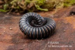 Pink Gestreifter Tausendfüßer, Odontostreptus Sjoestedti -Boutique-Tierhandlung Pink gestreifter Tausendfuesser Odontostreptus sjoestedti 3