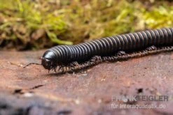 Pink Gestreifter Tausendfüßer, Odontostreptus Sjoestedti -Boutique-Tierhandlung Pink gestreifter Tausendfuesser Odontostreptus sjoestedti 4