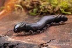 Pink Gestreifter Tausendfüßer, Odontostreptus Sjoestedti -Boutique-Tierhandlung Pink gestreifter Tausendfuesser Odontostreptus sjoestedti 5