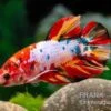 Plakat Kampffisch Candy, Männchen, Betta Splendens