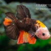 Plakat Kampffisch Fancy Color, Männchen, Betta Splendens