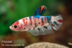 Plakat Kampffisch Koi, Männchen, Betta Splendens -Boutique-Tierhandlung Plakat Kampffisch Koi Betta Plakat Koi Maennchen 3