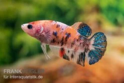 Plakat Kampffisch Koi, Männchen, Betta Splendens -Boutique-Tierhandlung Plakat Kampffisch Koi Betta Plakat Koi Weibchen 2