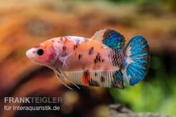 Plakat Kampffisch Koi, Männchen, Betta Splendens -Boutique-Tierhandlung Plakat Kampffisch Koi Betta Plakat Koi Weibchen 3