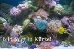 Ornatipinnis-Sandcichlide, Xenotilapia Ornatipinnis