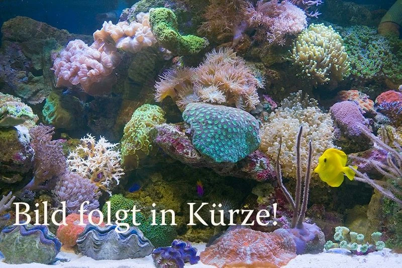 Ornatipinnis-Sandcichlide, Xenotilapia Ornatipinnis 1 Ornatipinnis-Sandcichlide, Xenotilapia Ornatipinnis