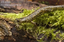 Spanischer Rippenmolch, Pleurodeles Waltl -Boutique-Tierhandlung Pleurodeles waltl rippenmolch