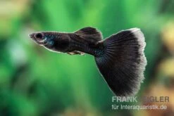 Charcoal Black Guppy, Poecilia Reticulata