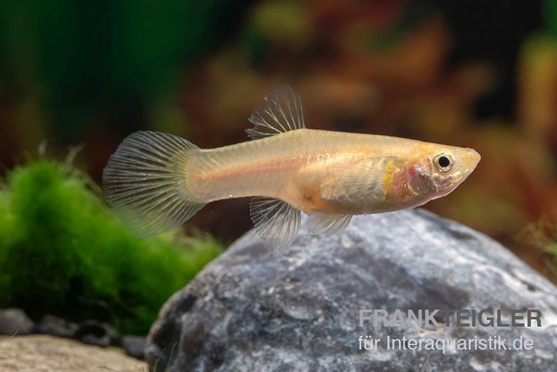 Golden Lace Sword Guppy, Poecilia Reticulata 2 Golden Lace Sword Guppy, Poecilia Reticulata – Bild 2