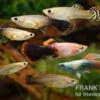 Guppy Zucht-Mix 2, Poecilia Reticulata, 2M 5W