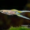 Viena Emerald Double Sword Guppy, Poecilia Reticulata