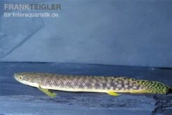 Pollis Flösselhecht, Polypterus Polli -Boutique-Tierhandlung Pollis Floesselhecht Polypterus polli