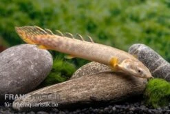 Pollis Flösselhecht, Polypterus Polli -Boutique-Tierhandlung Pollis Floesselhecht Polypterus polli 3