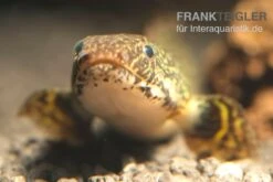 Schmuck-Flösselhecht, Polypterus Ornatipinnis, NZ -Boutique-Tierhandlung Polypterus ornatipinnis FSWFT0874