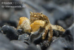 Pompomkrabbe, Ptychognathus Barbatus (Hongkong-Krabbe) -Boutique-Tierhandlung Pompom krabbe