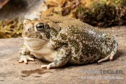 Präriekröte, Bufo Cognatus -Boutique-Tierhandlung Praeriekroete Bufo cognatus 3