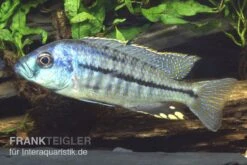 Protomelas Spilonotus "Mbenji", DNZ
